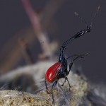 insect environment 6B, Sculpture Photography by Bellevue Fine Art