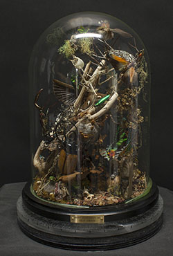 insect domeinsect environment 6B, by Collin Stringer, Sculpture Photography by Bellevue Fine Art