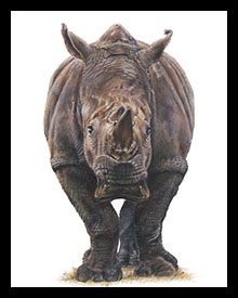 Rhinoceros by Gean Bronson Gali