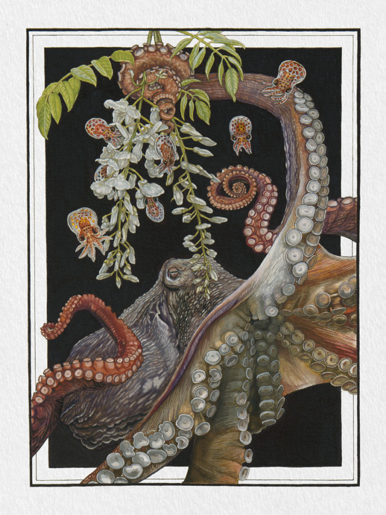 Octopus Art by Katrina Haffner, Fine Art Giclee Prints